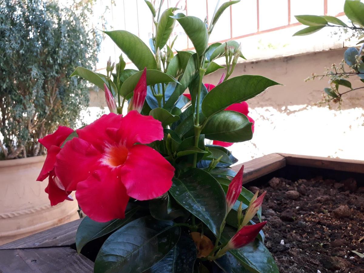 דירות ליטוחורון Olympus Vacation Paradise מראה חיצוני תמונה